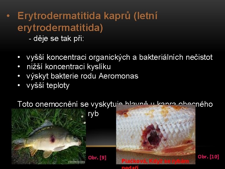  • Erytrodermatitida kaprů (letní erytrodermatitida) - děje se tak při: • • vyšší