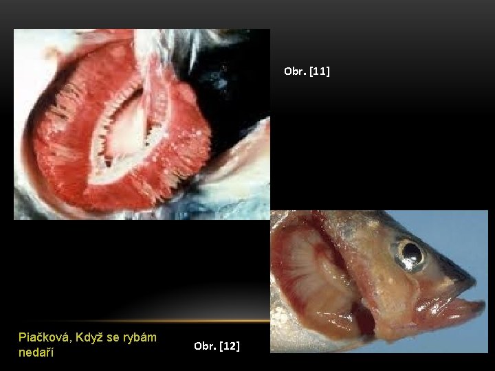 Obr. [11] Piačková, Když se rybám nedaří Obr. [12] 