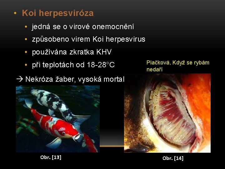  • Koi herpesviróza • jedná se o virové onemocnění • způsobeno virem Koi