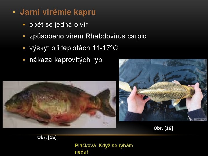  • Jarní virémie kaprů • opět se jedná o vir • způsobeno virem