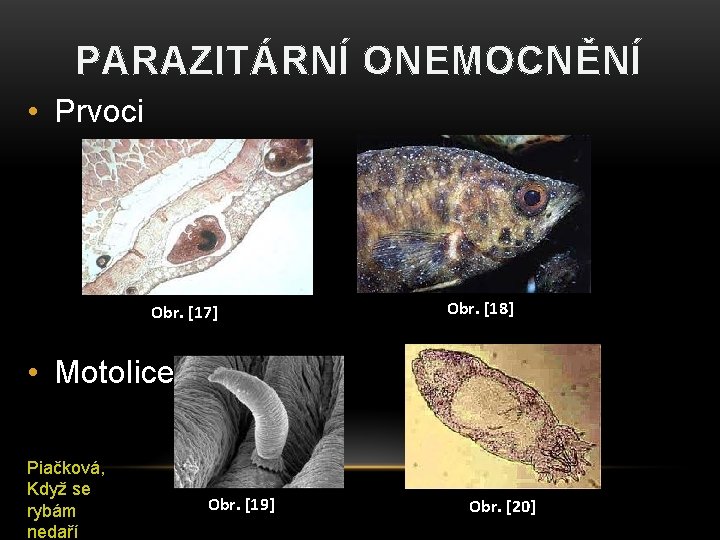 PARAZITÁRNÍ ONEMOCNĚNÍ • Prvoci Obr. [17] Obr. [18] • Motolice Piačková, Když se rybám