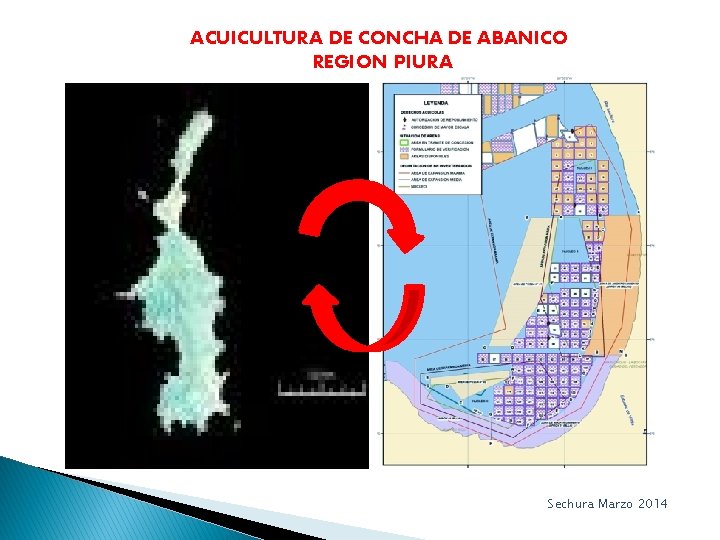 Pesca responsable ACUICULTURA DE CONCHA DE ABANICO REGION PIURA Sechura Marzo 2014 