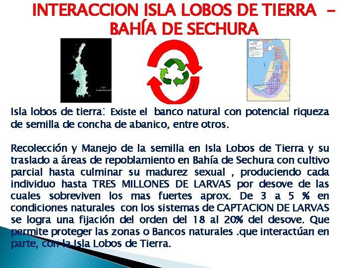 INTERACCION ISLA LOBOS DE TIERRA BAHÍA DE SECHURA Isla lobos de tierra: Existe el
