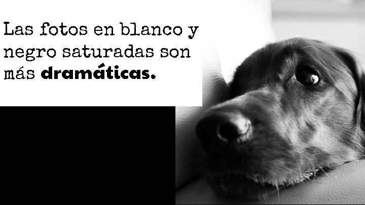 Las fotos en blanco y negro saturadas son más dramáticas. Las fotos en blanco y negro saturadas son más dramáticas.
