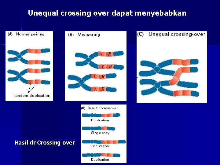 Unequal crossing over dapat menyebabkan Hasil dr Crossing over 