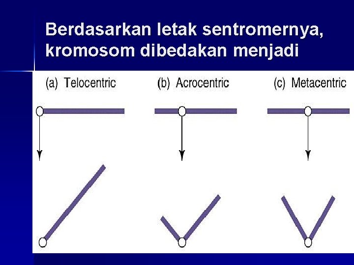 Berdasarkan letak sentromernya, kromosom dibedakan menjadi 