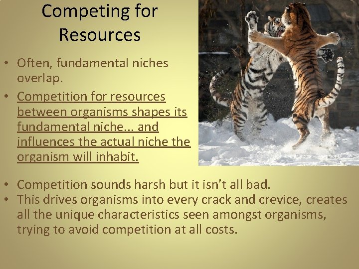 Competing for Resources • Often, fundamental niches overlap. • Competition for resources between organisms Competing for Resources • Often, fundamental niches overlap. • Competition for resources between organisms