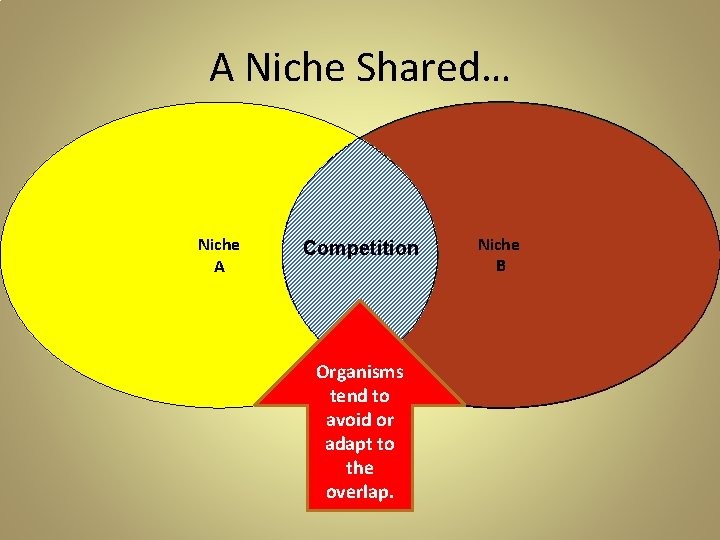 A Niche Shared… Niche A Competition Organisms tend to avoid or adapt to the A Niche Shared… Niche A Competition Organisms tend to avoid or adapt to the