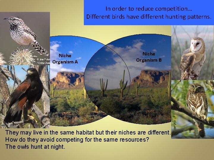 In order to reduce competition… Different birds have different hunting patterns. Niche Organism A In order to reduce competition… Different birds have different hunting patterns. Niche Organism A