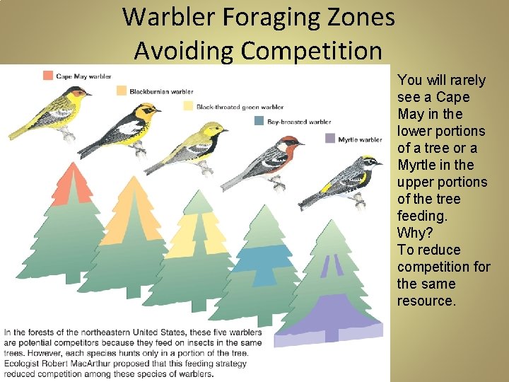 Warbler Foraging Zones Avoiding Competition You will rarely see a Cape May in the Warbler Foraging Zones Avoiding Competition You will rarely see a Cape May in the