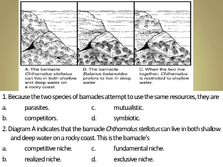 1. Because the two species of barnacles attempt to use the same resources, they 1. Because the two species of barnacles attempt to use the same resources, they