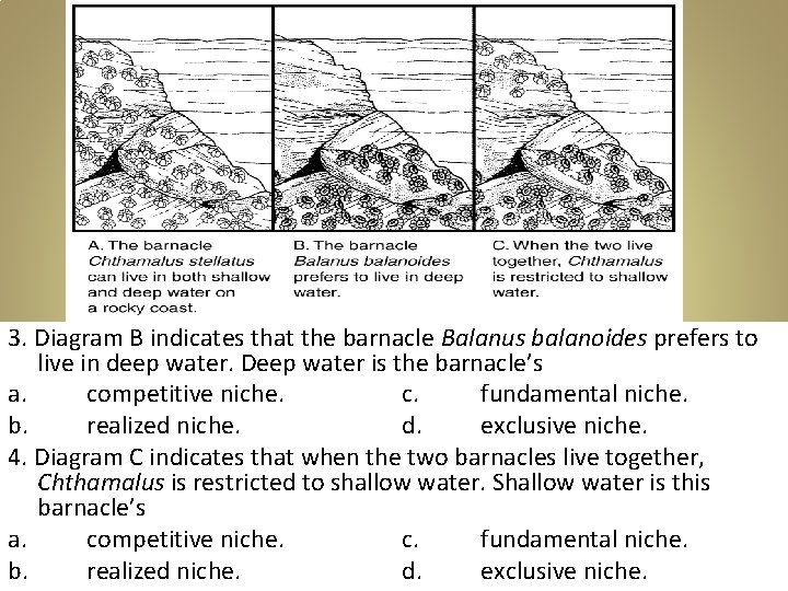 3. Diagram B indicates that the barnacle Balanus balanoides prefers to live in deep 3. Diagram B indicates that the barnacle Balanus balanoides prefers to live in deep