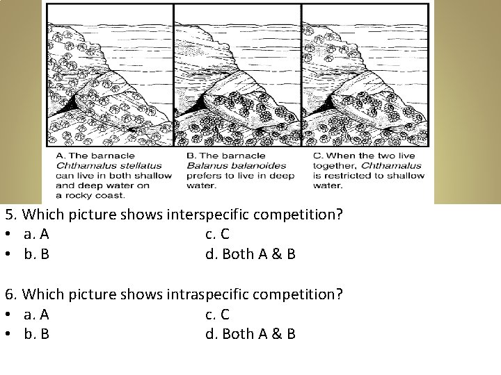 5. Which picture shows interspecific competition? • a. A c. C • b. B 5. Which picture shows interspecific competition? • a. A c. C • b. B