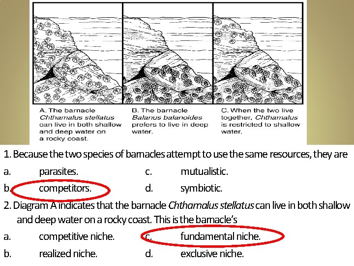 1. Because the two species of barnacles attempt to use the same resources, they 1. Because the two species of barnacles attempt to use the same resources, they
