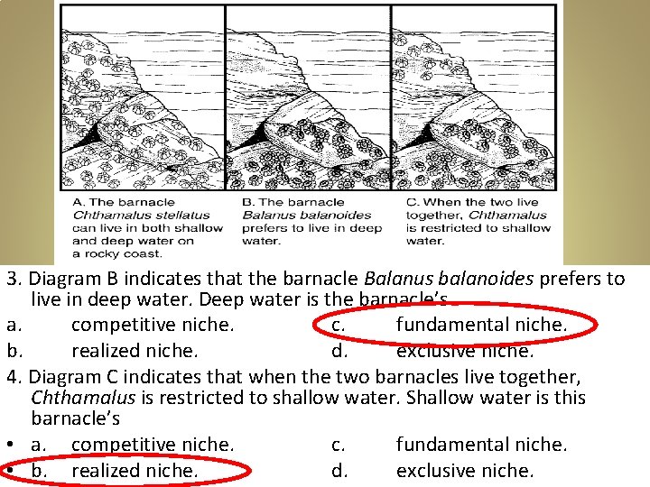 3. Diagram B indicates that the barnacle Balanus balanoides prefers to live in deep 3. Diagram B indicates that the barnacle Balanus balanoides prefers to live in deep