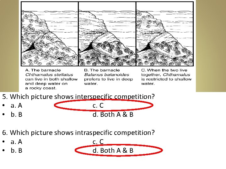 5. Which picture shows interspecific competition? • a. A c. C • b. B 5. Which picture shows interspecific competition? • a. A c. C • b. B