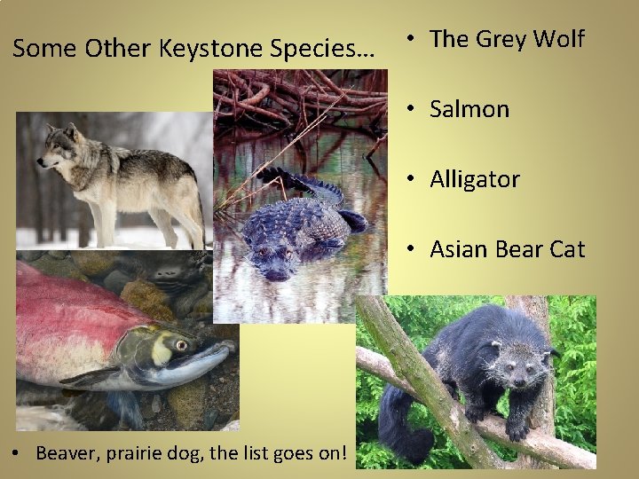 Some Other Keystone Species… • The Grey Wolf • Salmon • Alligator • Asian Some Other Keystone Species… • The Grey Wolf • Salmon • Alligator • Asian