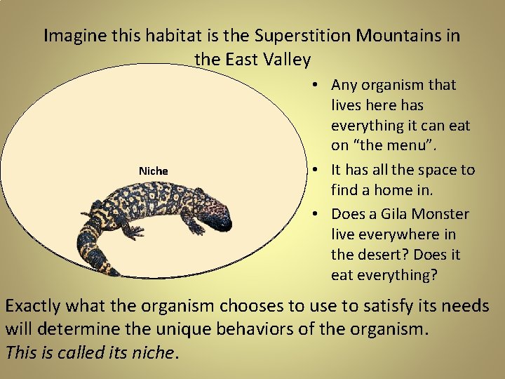 Imagine this habitat is the Superstition Mountains in the East Valley Niche • Any Imagine this habitat is the Superstition Mountains in the East Valley Niche • Any