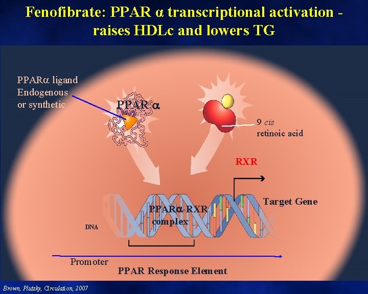 Fenofibrate: PPAR α transcriptional activation raises HDLc and lowers TG PPAR ligand Endogenous or