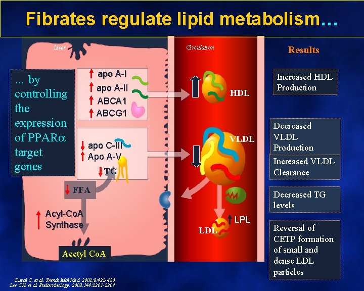 Fibrates regulate lipid metabolism… Liver Circulation Results apo A-I … by controlling the expression