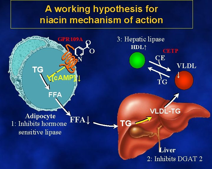 A working hypothesis for niacin mechanism of action GPR 109 A O O 3:
