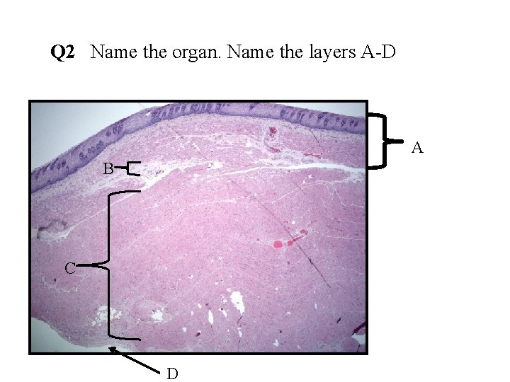 Q 2 Name the organ. Name the layers A-D A B C D 