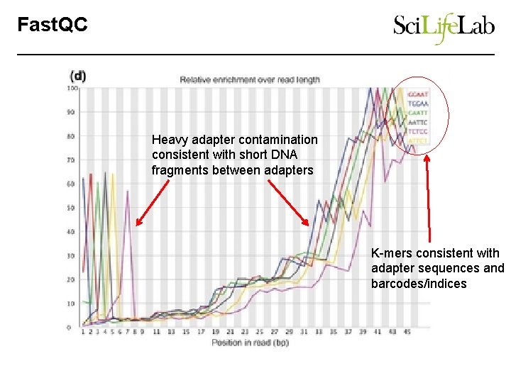 Fast. QC Heavy adapter contamination consistent with short DNA fragments between adapters K-mers consistent