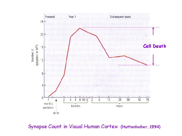 Cell Death Synapse Count in Visual Human Cortex (Huttenlocher, 1994) 