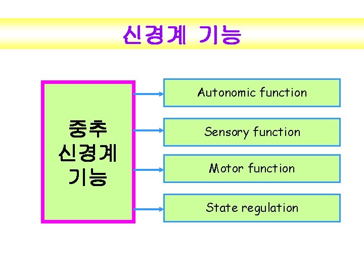 신경계 기능 Autonomic function 중추 신경계 기능 Sensory function Motor function State regulation 
