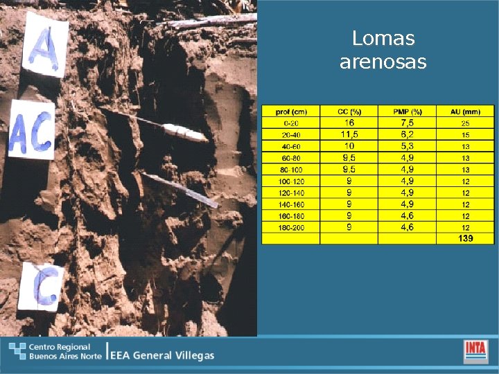 Lomas arenosas 