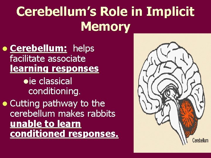 Cerebellum’s Role in Implicit Memory l Cerebellum: helps facilitate associate learning responses lie classical