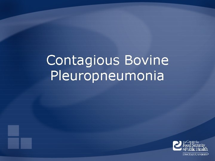 Contagious Bovine Pleuropneumonia 