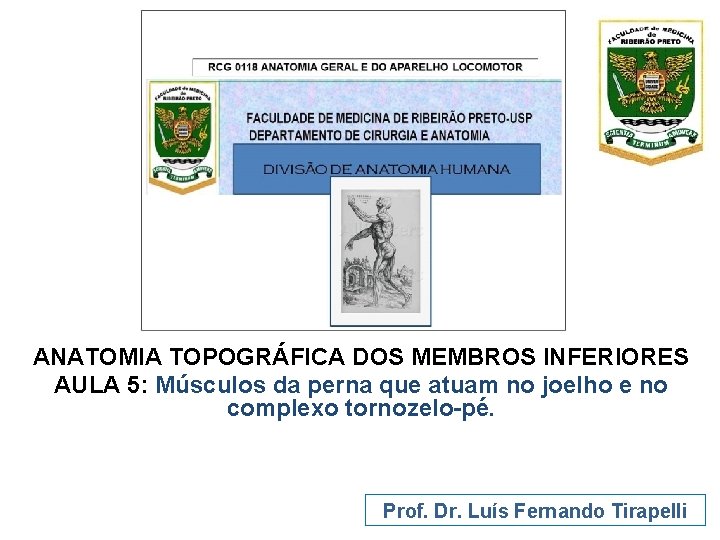 ANATOMIA TOPOGRÁFICA DOS MEMBROS INFERIORES AULA 5: Músculos da perna que atuam no joelho