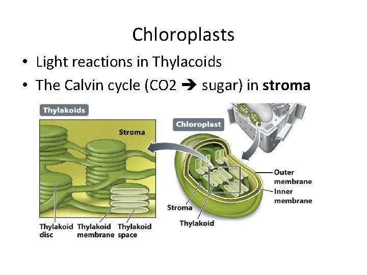 Chloroplasts • Light reactions in Thylacoids • The Calvin cycle (CO 2 sugar) in