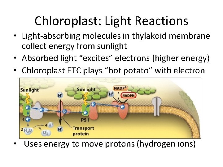 Chloroplast: Light Reactions • Light-absorbing molecules in thylakoid membrane collect energy from sunlight •