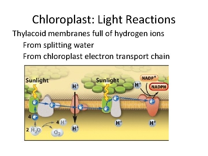 Chloroplast: Light Reactions Thylacoid membranes full of hydrogen ions From splitting water From chloroplast Chloroplast: Light Reactions Thylacoid membranes full of hydrogen ions From splitting water From chloroplast