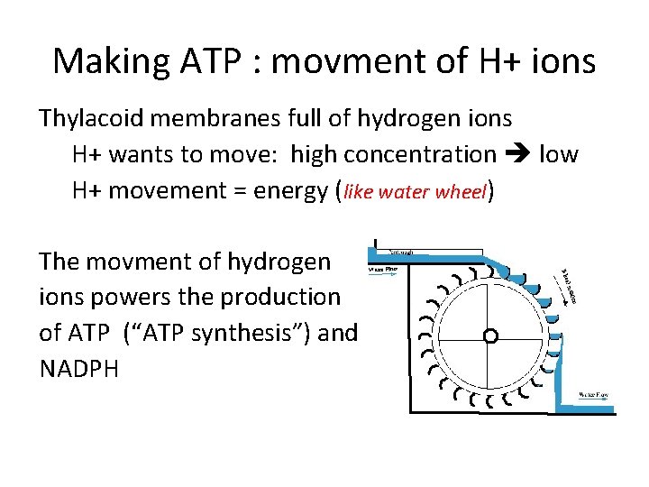 Making ATP : movment of H+ ions Thylacoid membranes full of hydrogen ions H+