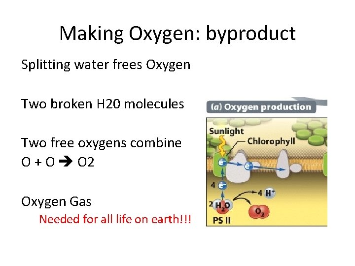 Making Oxygen: byproduct Splitting water frees Oxygen Two broken H 20 molecules Two free