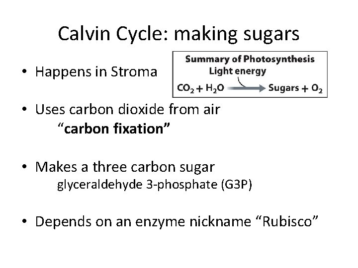 Calvin Cycle: making sugars • Happens in Stroma • Uses carbon dioxide from air
