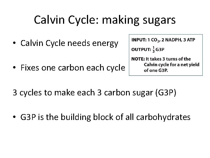 Calvin Cycle: making sugars • Calvin Cycle needs energy • Fixes one carbon each Calvin Cycle: making sugars • Calvin Cycle needs energy • Fixes one carbon each