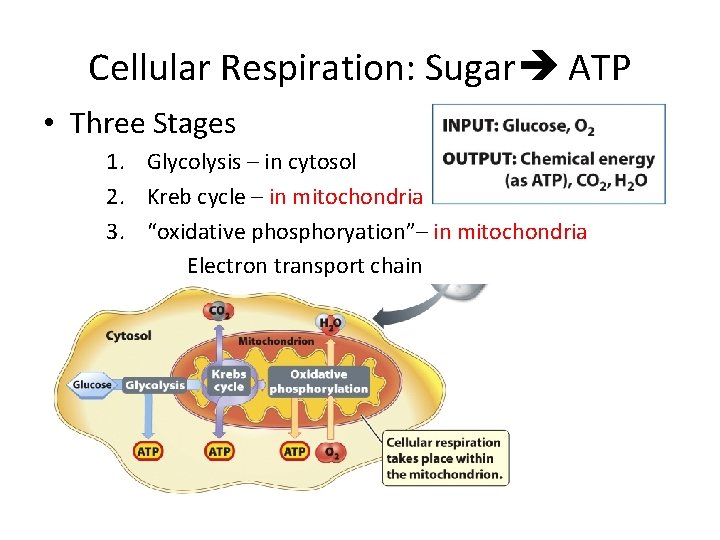 Cellular Respiration: Sugar ATP • Three Stages 1. Glycolysis – in cytosol 2. Kreb