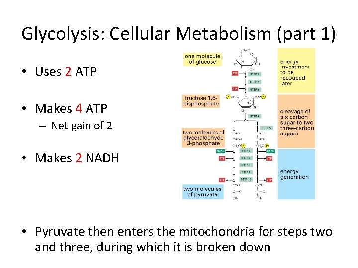 Glycolysis: Cellular Metabolism (part 1) • Uses 2 ATP • Makes 4 ATP –