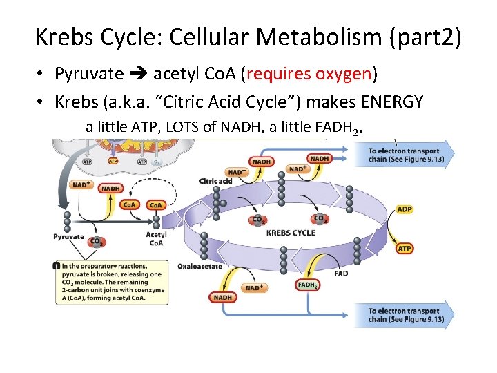 Krebs Cycle: Cellular Metabolism (part 2) • Pyruvate acetyl Co. A (requires oxygen) •