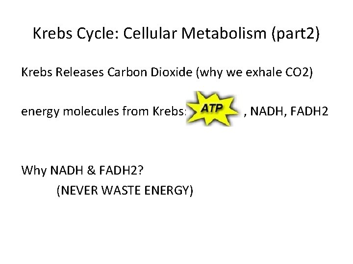 Krebs Cycle: Cellular Metabolism (part 2) Krebs Releases Carbon Dioxide (why we exhale CO