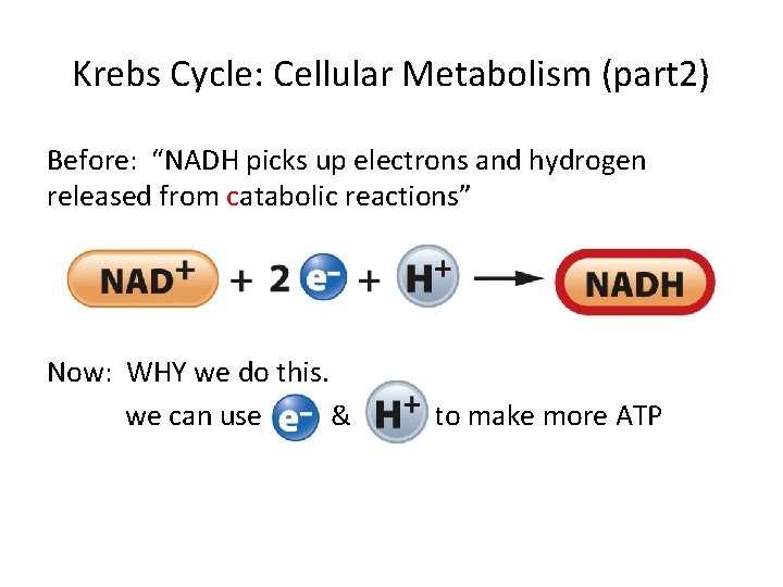 Krebs Cycle: Cellular Metabolism (part 2) Before: “NADH picks up electrons and hydrogen released