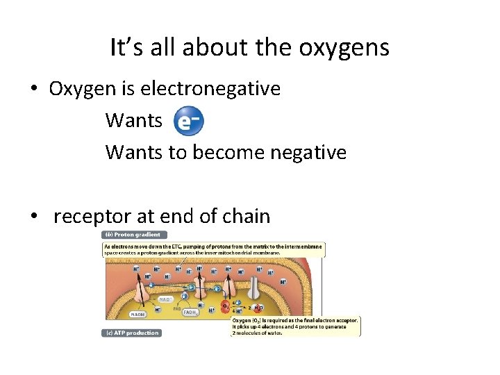 It’s all about the oxygens • Oxygen is electronegative Wants to become negative •