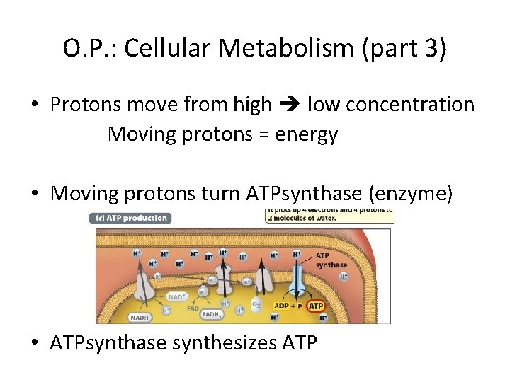 O. P. : Cellular Metabolism (part 3) • Protons move from high low concentration