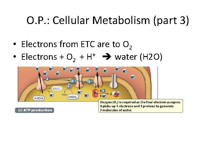 O. P. : Cellular Metabolism (part 3) • Electrons from ETC are to O