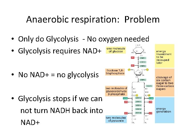 Anaerobic respiration: Problem • Only do Glycolysis - No oxygen needed • Glycolysis requires