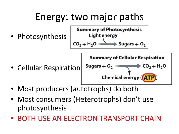 Energy: two major paths • Photosynthesis • Cellular Respiration • Most producers (autotrophs) do